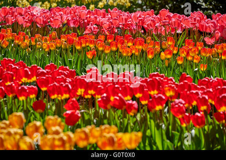 Keukenhof ("Küchengarten") Stockfoto