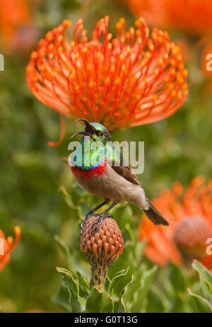 Südlichen Doppel-Kragen Sunbird (Cinnyris Chalybeus) ernähren sich von "Nadelkissen" Protea Blume Garten Kirstenbosch, Kapstadt Stockfoto