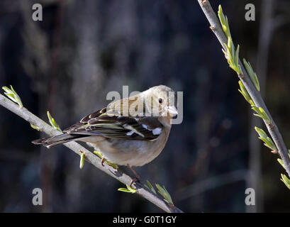 Buchfink, Fringilla coelebs, weiblich, sitzend auf Zweig mit Blattknospen Stockfoto