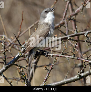 Lesser Whitethroat (Sylvia Curruca) Stockfoto