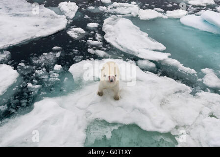 Ein Blut befleckt Eisbär steht ganz in der Nähe MS Stockholm im Packeis aus Austfonna auf Nordaustlandet, Svalbard Stockfoto