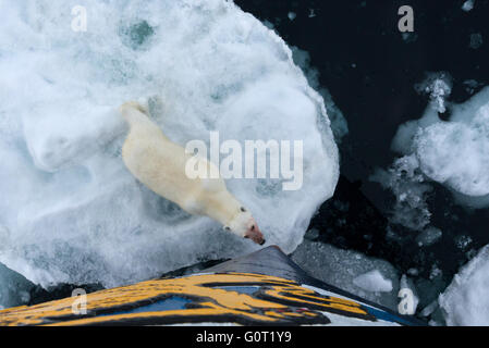 Ein Blut befleckt Eisbär steht ganz in der Nähe MS Stockholm im Packeis aus Austfonna auf Nordaustlandet, Svalbard Stockfoto