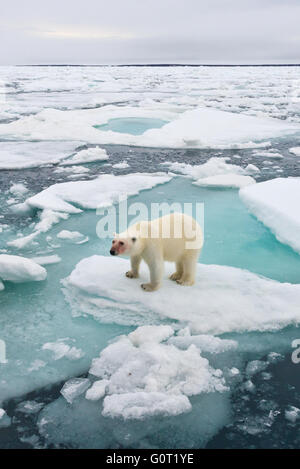 Ein Blut befleckt Eisbär steht ganz in der Nähe MS Stockholm im Packeis aus Austfonna auf Nordaustlandet, Svalbard Stockfoto