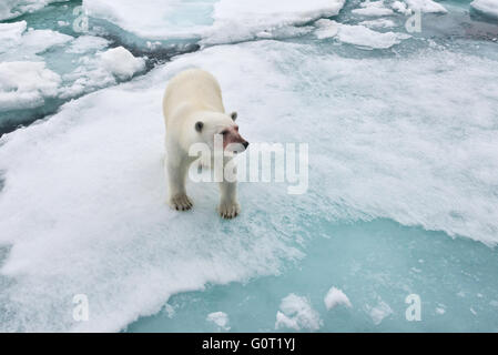 Ein Blut befleckt Eisbär steht ganz in der Nähe MS Stockholm im Packeis aus Austfonna auf Nordaustlandet, Svalbard Stockfoto