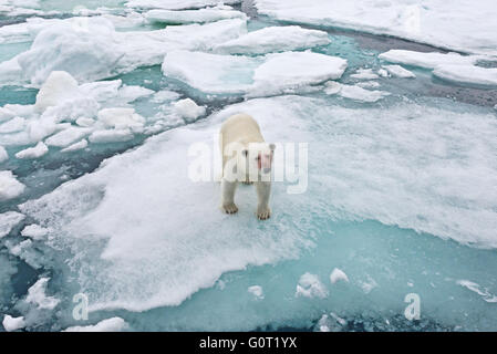 Ein Blut befleckt Eisbär steht ganz in der Nähe MS Stockholm im Packeis aus Austfonna auf Nordaustlandet, Svalbard Stockfoto