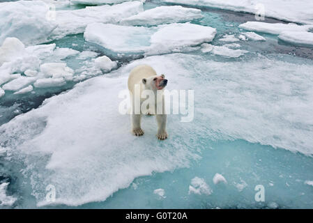 Ein Blut befleckt Eisbär steht ganz in der Nähe MS Stockholm im Packeis aus Austfonna auf Nordaustlandet, Svalbard Stockfoto