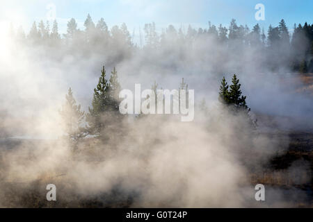 WY01614-00... WYOMING - Nebel und Dampf an einem kalten Morgen im West Thumb Geyser Basin im Yellowstone National Park. Stockfoto