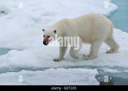 Ein Blut befleckt Eisbär, der seinen Weg über das Packeis in Richtung unser Schiff aus Austfonna auf Nordaustlandet, Svalbard Stockfoto