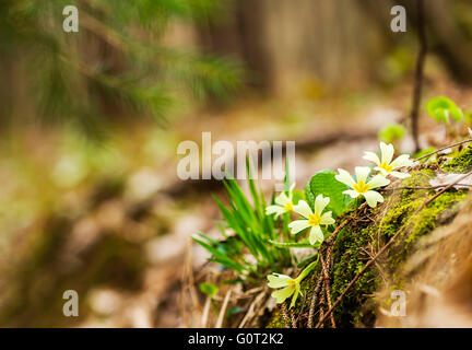 Schöne wilde Primeln im Wald. Stockfoto