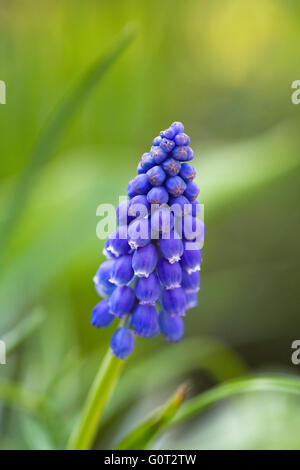 Muscari Armeniacum. Einer einzigen Rebsorte Hyazinthe im Garten. Stockfoto