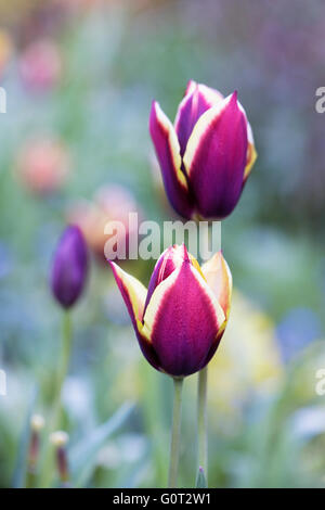 Tulipa „Gavota“. Tulpe in einem Frühlingsgarten. Stockfoto