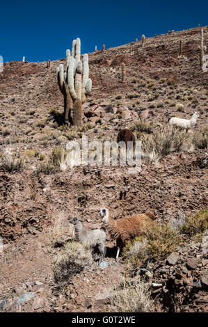 Lamas Weiden nahe der Straße, farbenfrohe Tal der Quebrada de Humahuaca, Argentinien Stockfoto