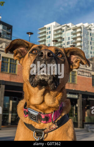 Hirte/Boxer Mischling Hund, trägt ein Batman Kragen, East Village, Calgary, Alberta, Kanada Stockfoto