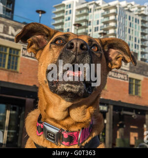 Hirte/Boxer Mischling Hund, trägt ein Batman Kragen, East Village, Calgary, Alberta, Kanada Stockfoto