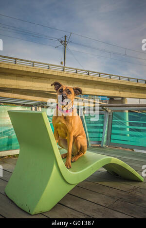 Hirte/Boxer Mischling Hund, trägt ein Batman Kragen, C-Bahn-Linie, East Village, Calgary, Alberta, Kanada Stockfoto