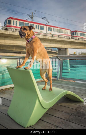 Hirte/Boxer Mischling Hund, trägt ein Batman Kragen, C-Bahn-Linie, East Village, Calgary, Alberta, Kanada Stockfoto