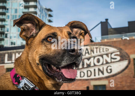 Hirte/Boxer Mischling Hund, trägt ein Batman Kragen, East Village, Calgary, Alberta, Kanada Stockfoto