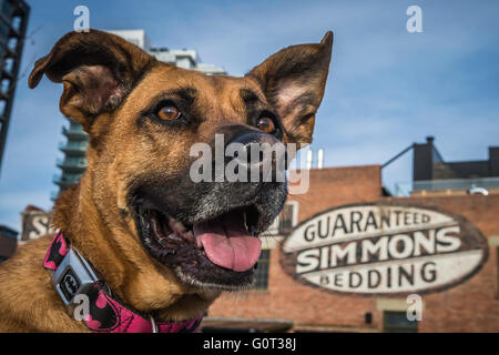 Hirte/Boxer Mischling Hund, trägt ein Batman Kragen, East Village, Calgary, Alberta, Kanada Stockfoto