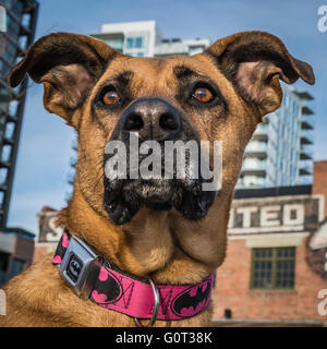 Hirte/Boxer Mischling Hund, trägt ein Batman Kragen, East Village, Calgary, Alberta, Kanada Stockfoto