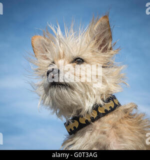 Kleine weiße Hund, Porträt, Chihuahua-Pudel-Schnauzer-Mix, Mischling Stockfoto