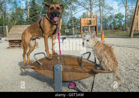 Hirte/Boxer Kreuz und kleine weiße Hund stehend auf beweglichen Spielgeräte, St. Patricks Insel, Calgary Stockfoto