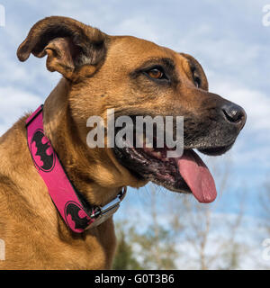 Hirte/Boxer Mischling Hund, trägt ein Batman Kragen, East Village, Calgary, Alberta, Kanada Stockfoto