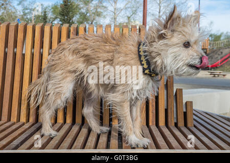 Kleine weiße Hund, Porträt, Chihuahua-Pudel-Schnauzer-Mix, Mischling Stockfoto