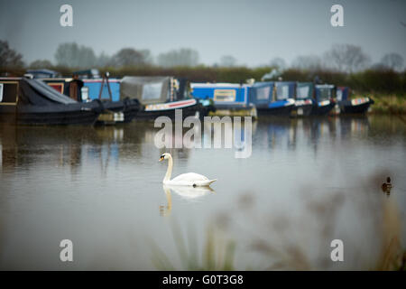 Overwater Marina, Coole Spur, Newhall, Nantwich, Cheshire Wasserstraße trüben nassen Tag Wetter grau grau Schwan in Wasserleitungen der einzelnen Stockfoto