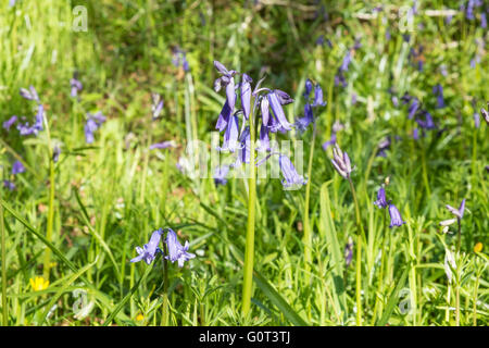 Kidwelly, Carmarthenshire, Wales, UK. 2. Mai 2016. Glockenblumen in voller Blüte an einem sonnigen Feiertag Montag. Im Wald. Stockfoto