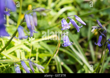 Kidwelly, Carmarthenshire, Wales, UK. 2. Mai 2016. Glockenblumen in voller Blüte an einem sonnigen Feiertag Montag. Im Wald. Stockfoto