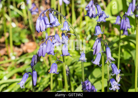 Kidwelly, Carmarthenshire, Wales, UK. 2. Mai 2016. Glockenblumen in voller Blüte an einem sonnigen Feiertag Montag. Im Wald. Stockfoto