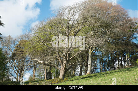 Kidwelly, Carmarthenshire, Wales, UK. 2. Mai 2016. Uralte Bäume an einem sonnigen Feiertag Montag. Im Wald. Stockfoto