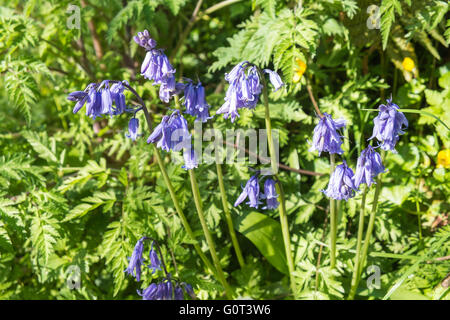 Kidwelly, Carmarthenshire, Wales, UK. 2. Mai 2016. Glockenblumen in voller Blüte an einem sonnigen Feiertag Montag. Im Wald. Stockfoto