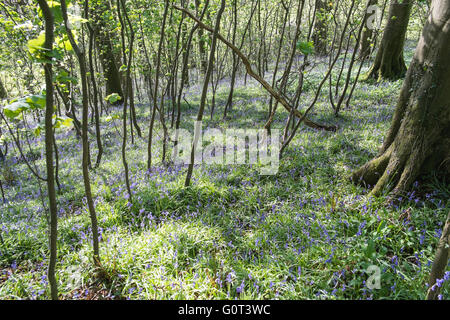 Kidwelly, Carmarthenshire, Wales, UK. 2. Mai 2016. Glockenblumen in voller Blüte an einem sonnigen Feiertag Montag. Im Wald. Stockfoto