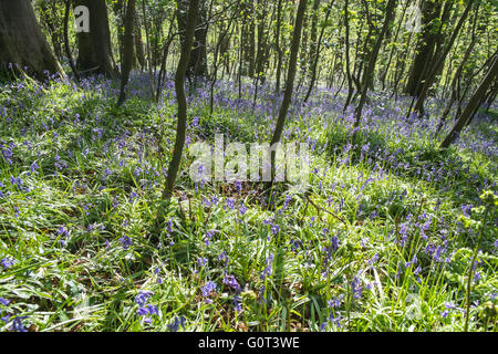 Kidwelly, Carmarthenshire, Wales, UK. 2. Mai 2016. Glockenblumen in voller Blüte an einem sonnigen Feiertag Montag. Im Wald. Stockfoto