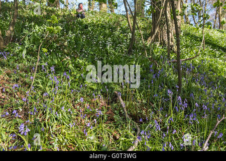 Kidwelly, Carmarthenshire, Wales, UK. 2. Mai 2016. Glockenblumen in voller Blüte an einem sonnigen Feiertag Montag. Im Wald. Stockfoto