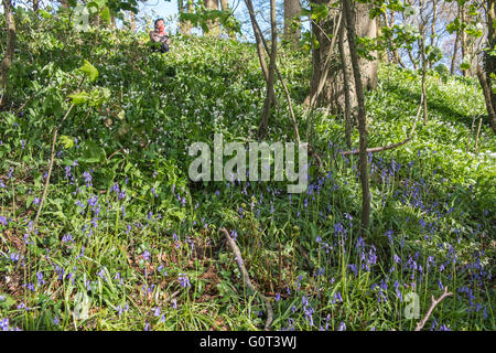 Kidwelly, Carmarthenshire, Wales, UK. 2. Mai 2016. Glockenblumen in voller Blüte an einem sonnigen Feiertag Montag. Im Wald. Stockfoto