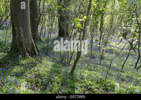 Kidwelly, Carmarthenshire, Wales, UK. 2. Mai 2016. Glockenblumen in voller Blüte an einem sonnigen Feiertag Montag. Im Wald. Stockfoto