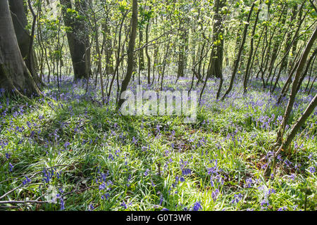 Kidwelly, Carmarthenshire, Wales, UK. 2. Mai 2016. Glockenblumen in voller Blüte an einem sonnigen Feiertag Montag. Im Wald. Stockfoto