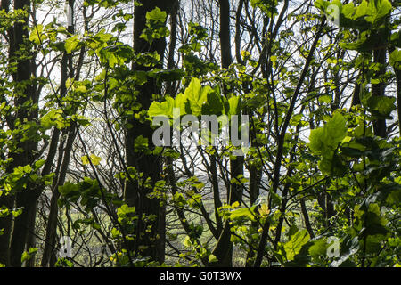 Kidwelly, Carmarthenshire, Wales, UK. 2. Mai 2016. Grüne Blätter an einem sonnigen Feiertag Montag. Im Wald. Stockfoto