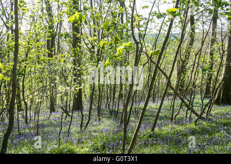 Kidwelly, Carmarthenshire, Wales, UK. 2. Mai 2016. Glockenblumen in voller Blüte an einem sonnigen Feiertag Montag. Im Wald. Stockfoto