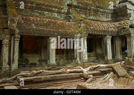 Ta Prohm Tempelruinen (12. Jahrhundert), UNESCO-Welterbe Angkor, Siem Reap, Kambodscha Stockfoto