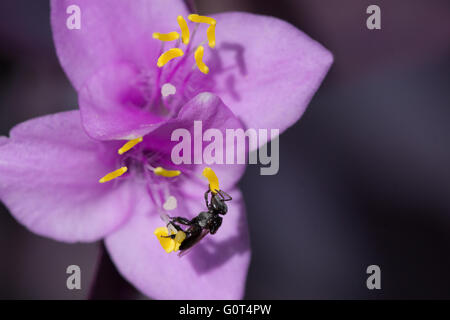 Australische einheimische Biene Blütenstaub von lila Blüten sammeln Stockfoto