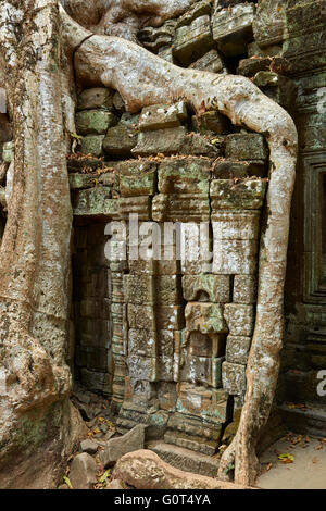 Baumwurzeln wachsen über Ta Prohm Tempelruinen (12. Jahrhundert), UNESCO-Welterbe Angkor, Siem Reap, Kambodscha Stockfoto