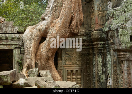 Baumwurzeln wachsen über Ta Prohm Tempelruinen (12. Jahrhundert), UNESCO-Welterbe Angkor, Siem Reap, Kambodscha Stockfoto