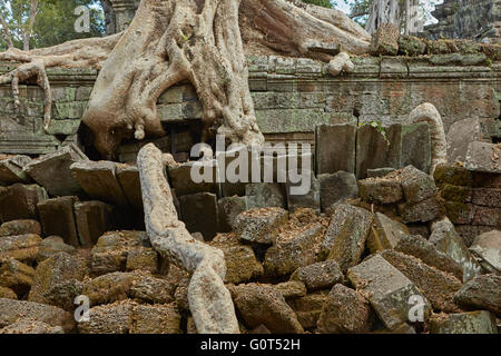 Baumwurzeln wachsen über Ta Prohm Tempelruinen (12. Jahrhundert), UNESCO-Welterbe Angkor, Siem Reap, Kambodscha Stockfoto