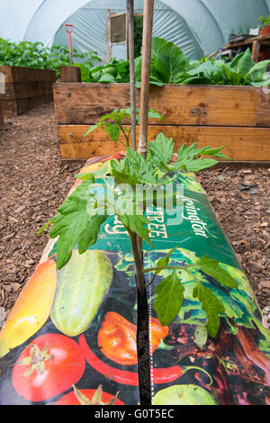 Tomaten in eine Torf frei Gro-Tasche in einem Folientunnel wächst. Stockfoto