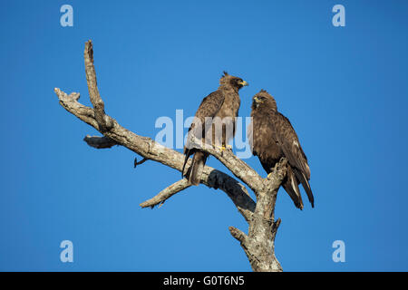 Paar von Wahlberg Adler (Hieraaetus Wahlbergi, ehemals Aquila Wahlbergi) Adler thront auf einem Baum Stockfoto