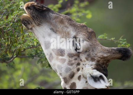 Portrait einer männlichen Giraffe (Giraffa Plancius) Fütterung auf einer Akazie Stockfoto