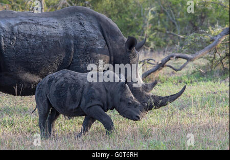 Weißes Nashorn mit einem großen Horn und junge Kälberfütterung in einer Wiese Stockfoto